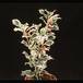 Ilex aquifolium 1952