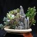 Kalanchoe marmorata-Crassula Hobbit-Pachyphytum weinbergii