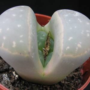 Lithops species