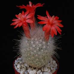 Mamillopsis senilis
