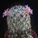 Mammillaria microhelia 4