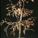 Metasequoia glyptostroboides - pozno jeseni 2641