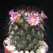 Mammillaria microhelia 5