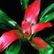 Neoregelia carolina SIb