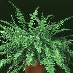 Nephrolepis exaltata