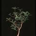Operculicaria decaryi 1380