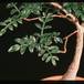 Operculicaria decaryi 1381