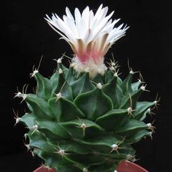 Obregonia denegrii