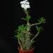 Pachypodium saundersii SIb