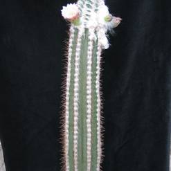 Pilosocereus palmeri
