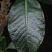 Pachypodium baronii leaf