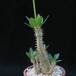 Pachypodium horombense 1