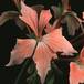 Pelargonium peltatum sp SIf