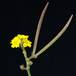 Pachypodium horombense SIfr