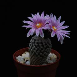 Pelecyphora valdeziana