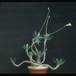 Pachypodium horombense 1630