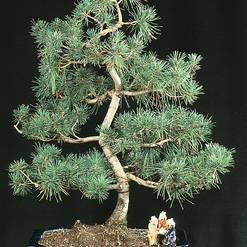 Pinus