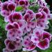 Pelargonium grandiflorum mini SIf