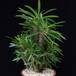 Pachypodium lamerei monstr SIb1