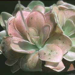 Pinguicula 'weser'