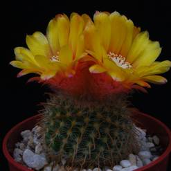 Parodia malyana