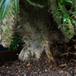 Pachypodium lamerei monstr2 SIb