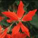 Pelargonium peltatum1 sp SIf