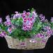 Pelargonium grandiflorum mini SIb