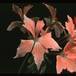Pelargonium peltatum sp. 2056