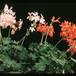 Pelargonium peltatum sp SIb