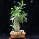 Pachypodium saundersii