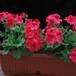 Pelargonium grandiflorum SIb