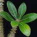 Pachypodium horombense SIl