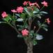 Pachypodium baronii body