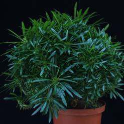 Pachypodium lamerei f. monstrosus