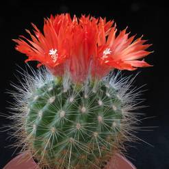 Parodia penicillata v. nivosa