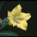 Pachypodium horombense 1631