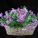 Pelargonium grandiflorum mini 2