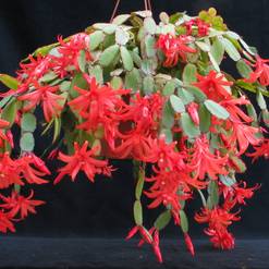 Velikonočni kaktus - Schlumbergera gaertneri