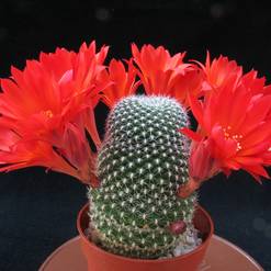 Rebutia krainziana
