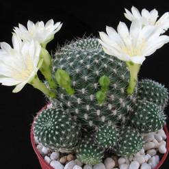 Rebutia krainziana v. albiflora