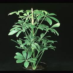 Schefflera arboricola compacta