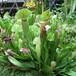 Sarracenia hybrid bvrt