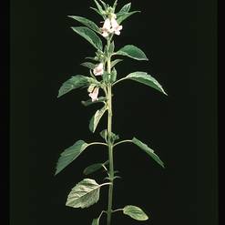 Sesamum indicum