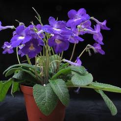 Streptocarpus hybrids