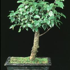 Sageretia theezans