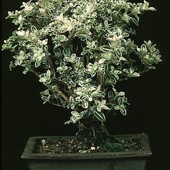 Serissa bicolor