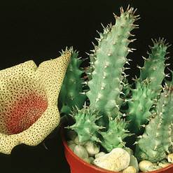 Tavaresia angolensis