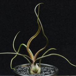 Tillandsia bulbosa
