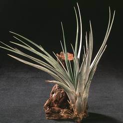 Tillandsia fasciculata